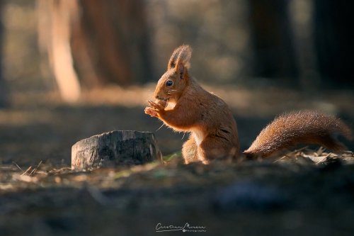 Ardilla roja, Sciurus vulgaris