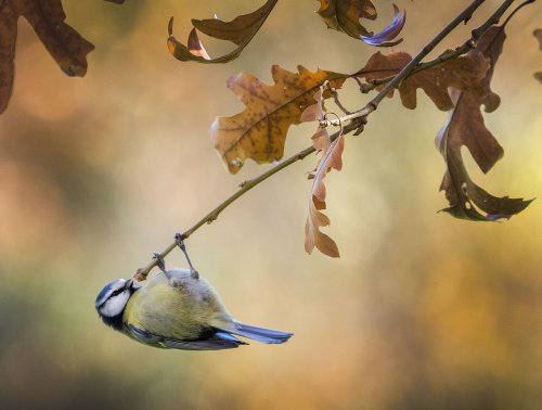 Bartolito el Titiritero.