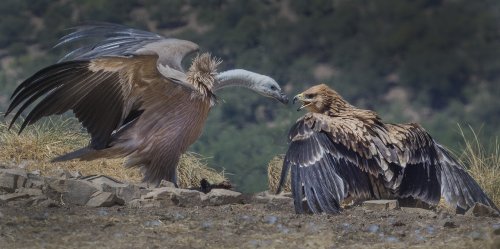 SOY JOVEN Y ATREVIDO
