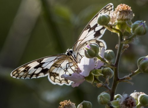 LA LUZ DE LA MAÑANA