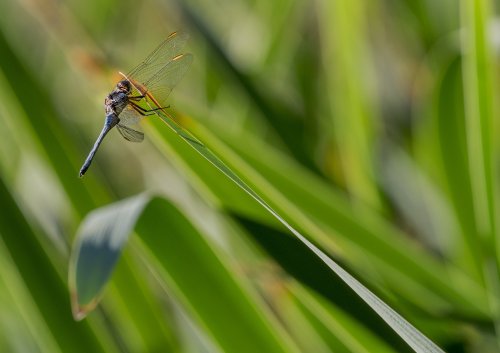 LOS COLORES DE LA NATURALEZA