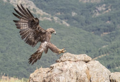 ATERRIZAJE AGUILA REAL 