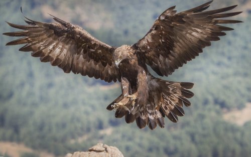 ATERRIZAJE AGUILA REAL