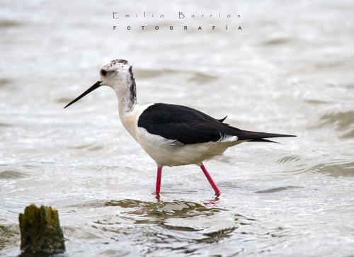 Sin botas y con frac