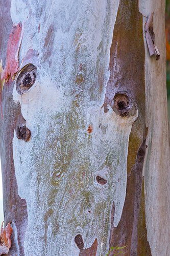TRISTEZA DEL CABALLO
