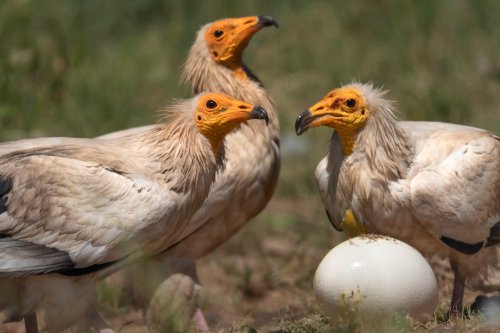 “Primer Premio”, en la IV Edición del Concurso de Fotografía La Cañada  de Monfragüe-.“Reunión de Sabios”