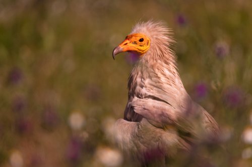 Foto Finalista Vultures Photo Contest ·Casa Daniela· 2019-Entre las flores