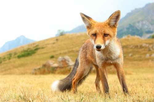 El zorro y la montaña