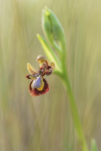 Ophrys speculum