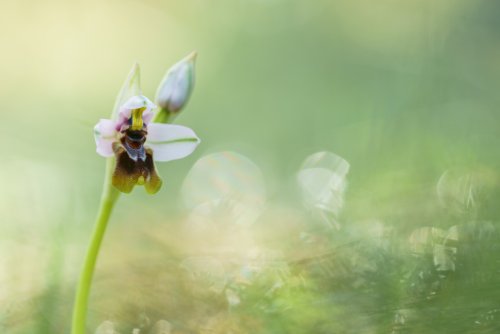 Ophrys tenthredinifera