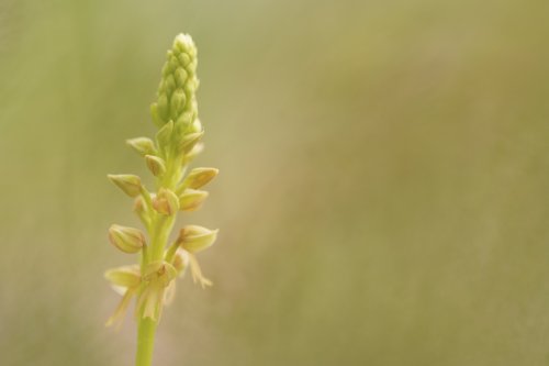 Orchis anthropophora