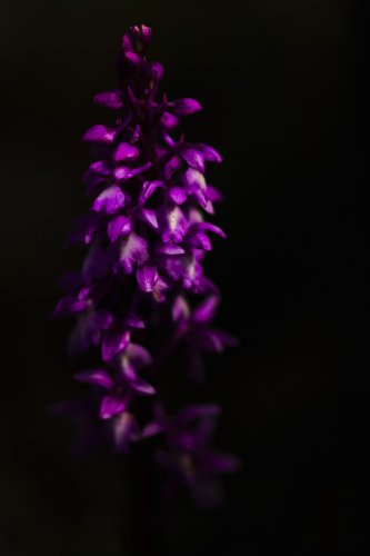 De entre las sombras