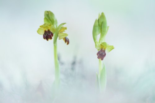 Ophrys forestieri