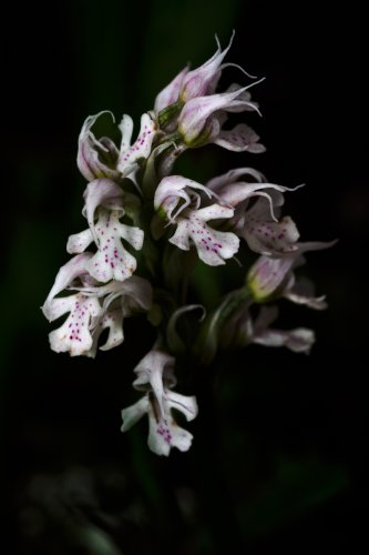 Orchis conica