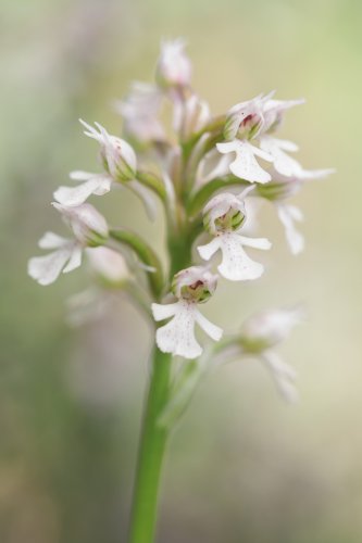 Orchis conica