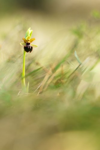 Ophrys passionis