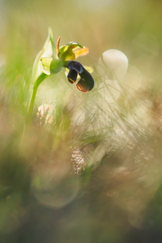 Ophrys dyris