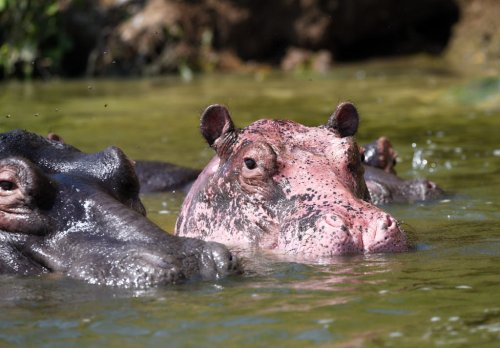 Protegiendo al albino
