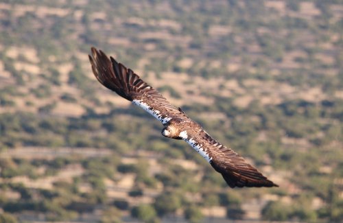 " Un vuelo imperial "