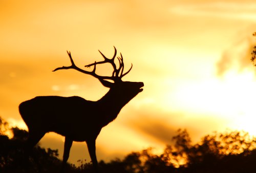 " Últimas luces de la tarde "