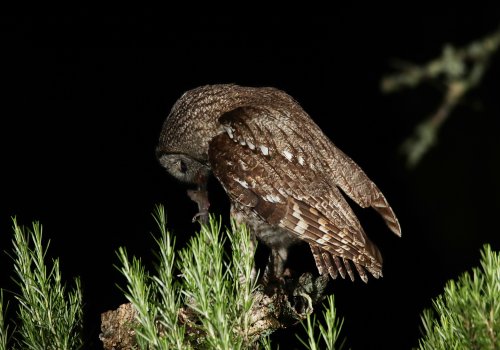 " Cazador nocturno "