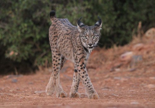 " Miradas del Lince Ibérico "