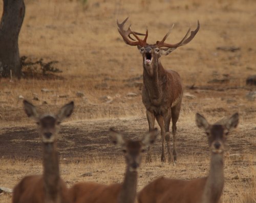 " El grito de un rey " 