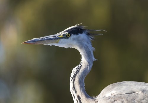 " Lights at sunset "