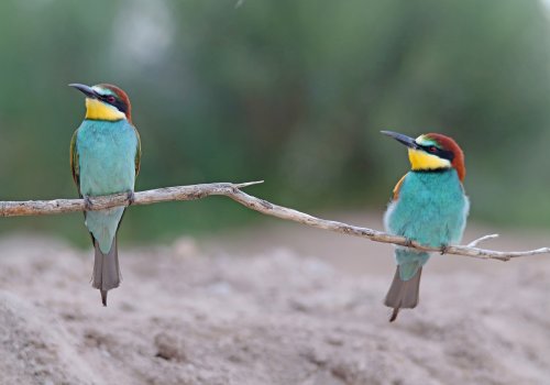 " Arcoirís del amor "