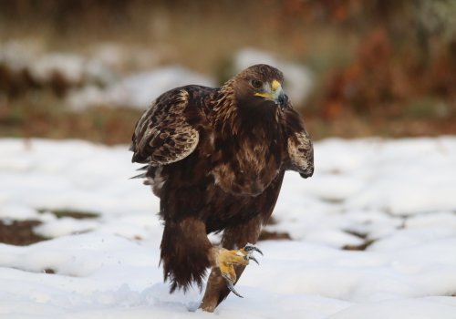 " Pasos en la nieve " 