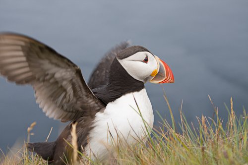 Frailecillo en Islandia