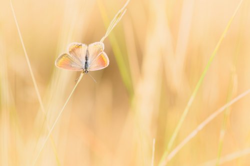 AMANECE EN LA PRADERA