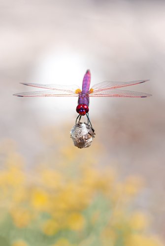 El mundo a sus pies. Trithemis annulata (macho)