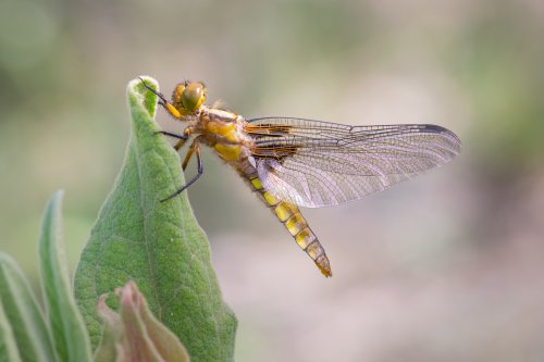 Alas de cristal: Esperando su primer vuelo