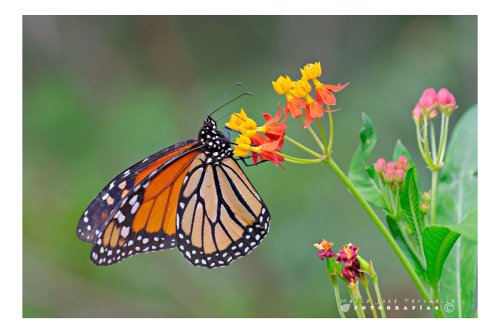 Danaus plexippus posada en Asclepia curassavica