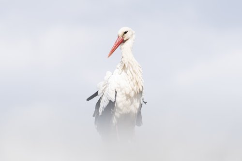 La cigüeña que estaba en una nube