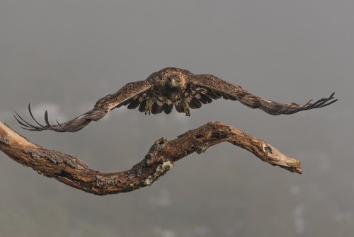 El vuelo de la reina