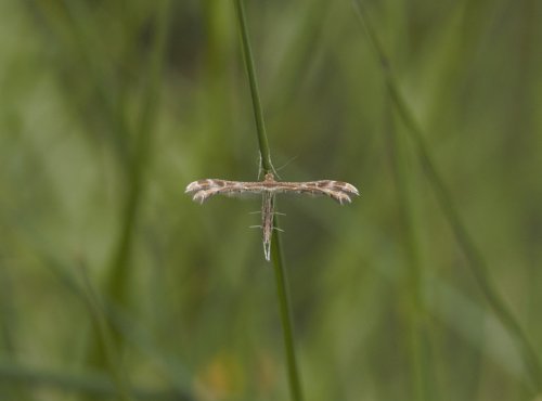 Cnaemidophorus rhododactyla