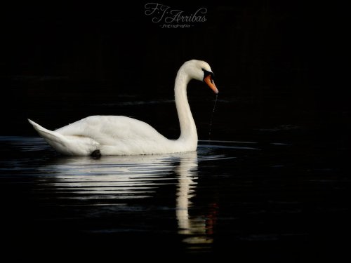 Y el patito feo creció...