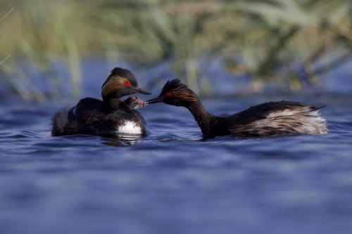 Alimentacion en familia