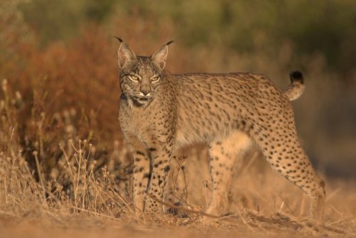 Recuperacion de la especie