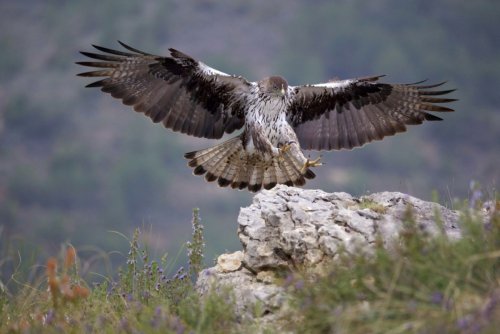 Llegada del águila perdicera
