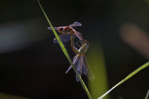 Cópula de libélulas.