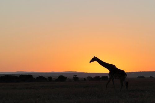 Caminando al amanecer