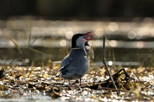 Cantando al sol en estereo