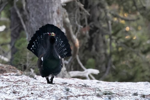Llanero solitario en la nieve