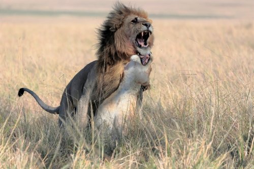 Coitus interruptus...