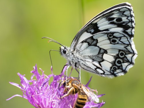 Melanargia galathea