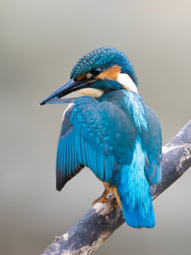 Acicalandose el plumaje