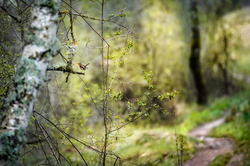 El guardián del camino